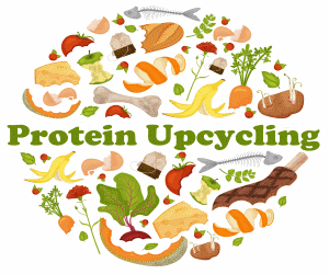 protein upcycling